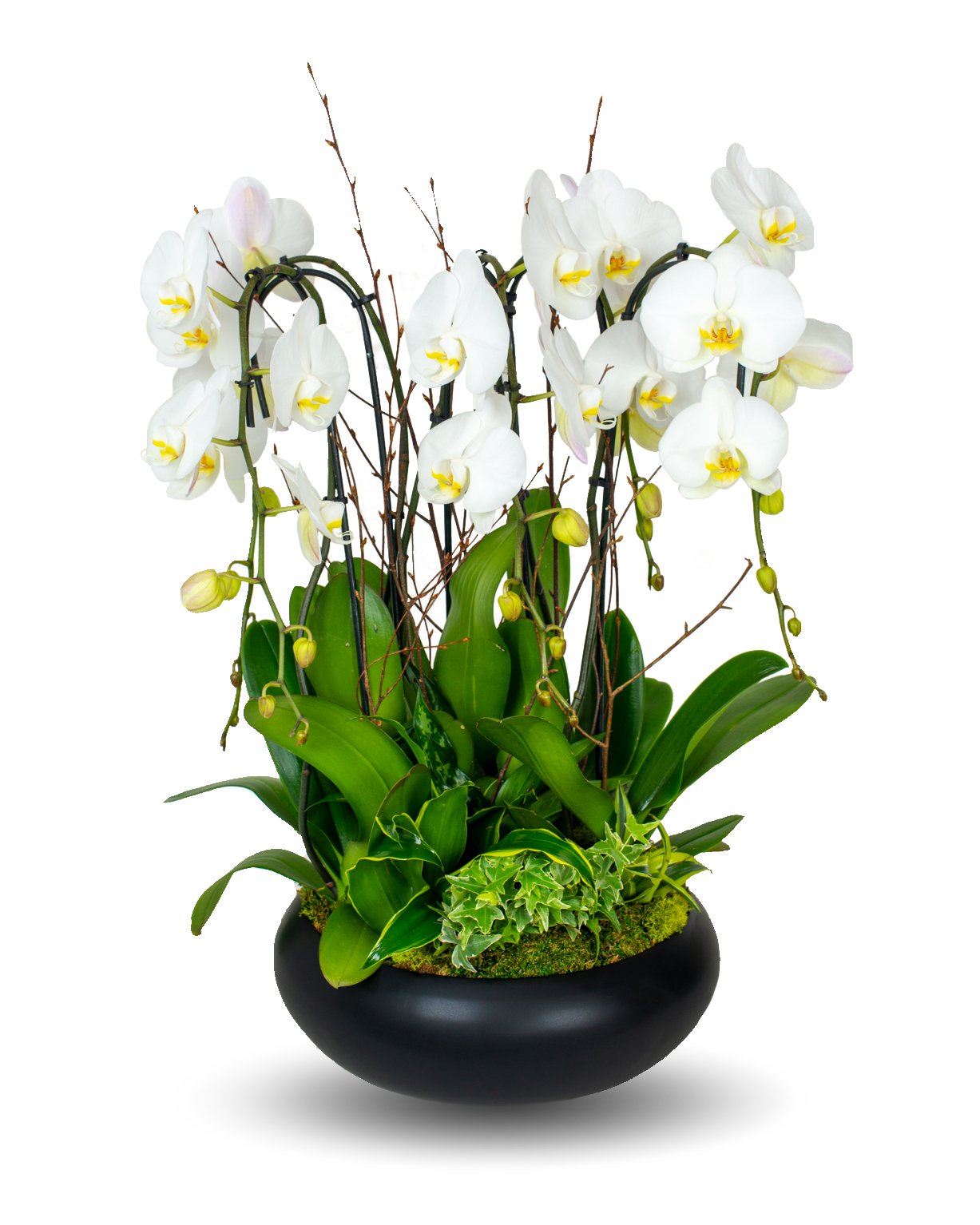 Classic Black Orchid Centerpiece