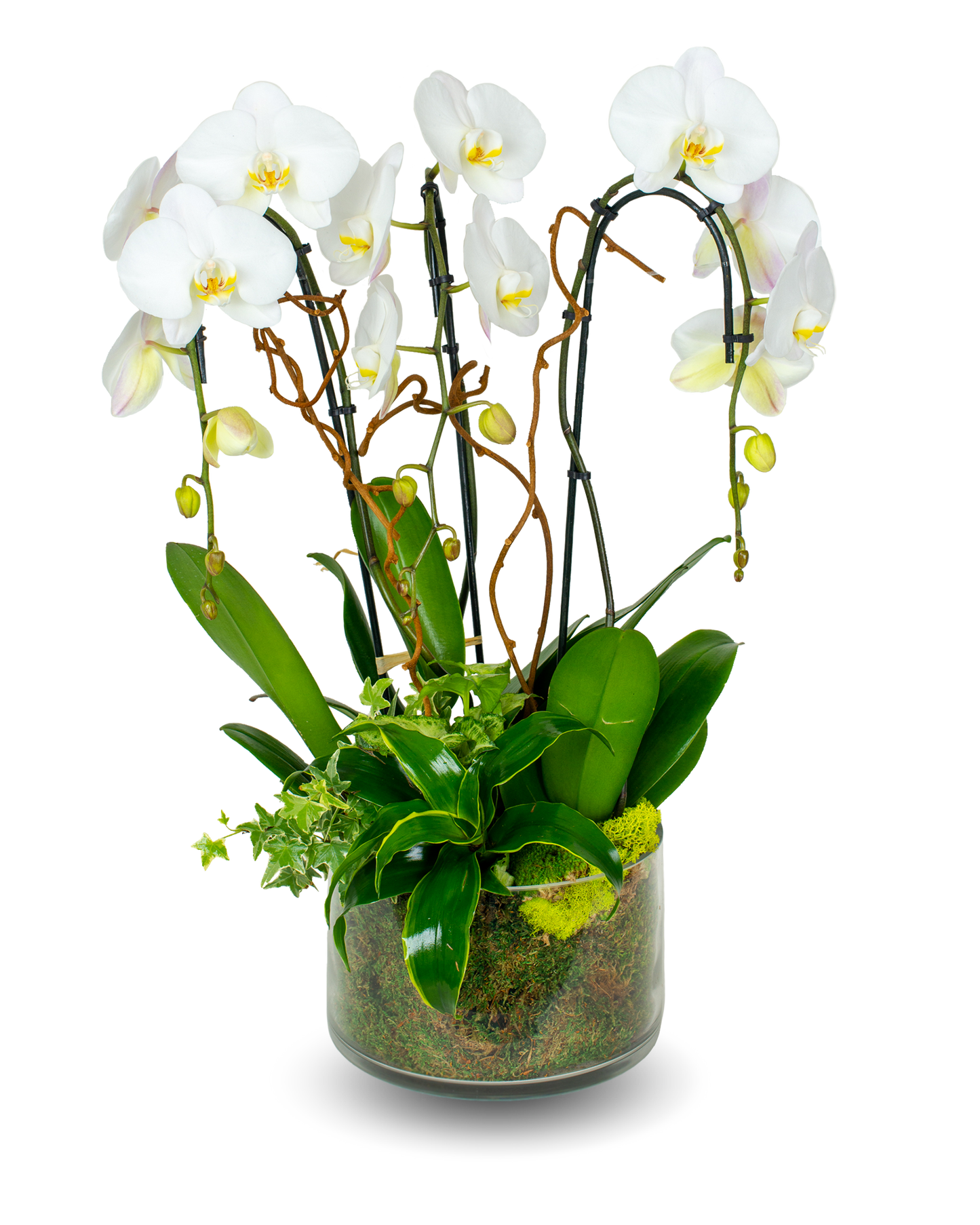 Glass Premium White Orchid Arrangement