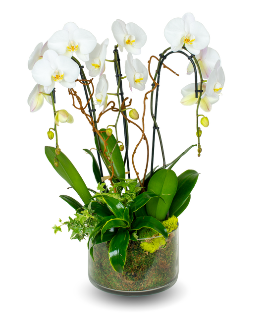 Glass Premium White Orchid Arrangement