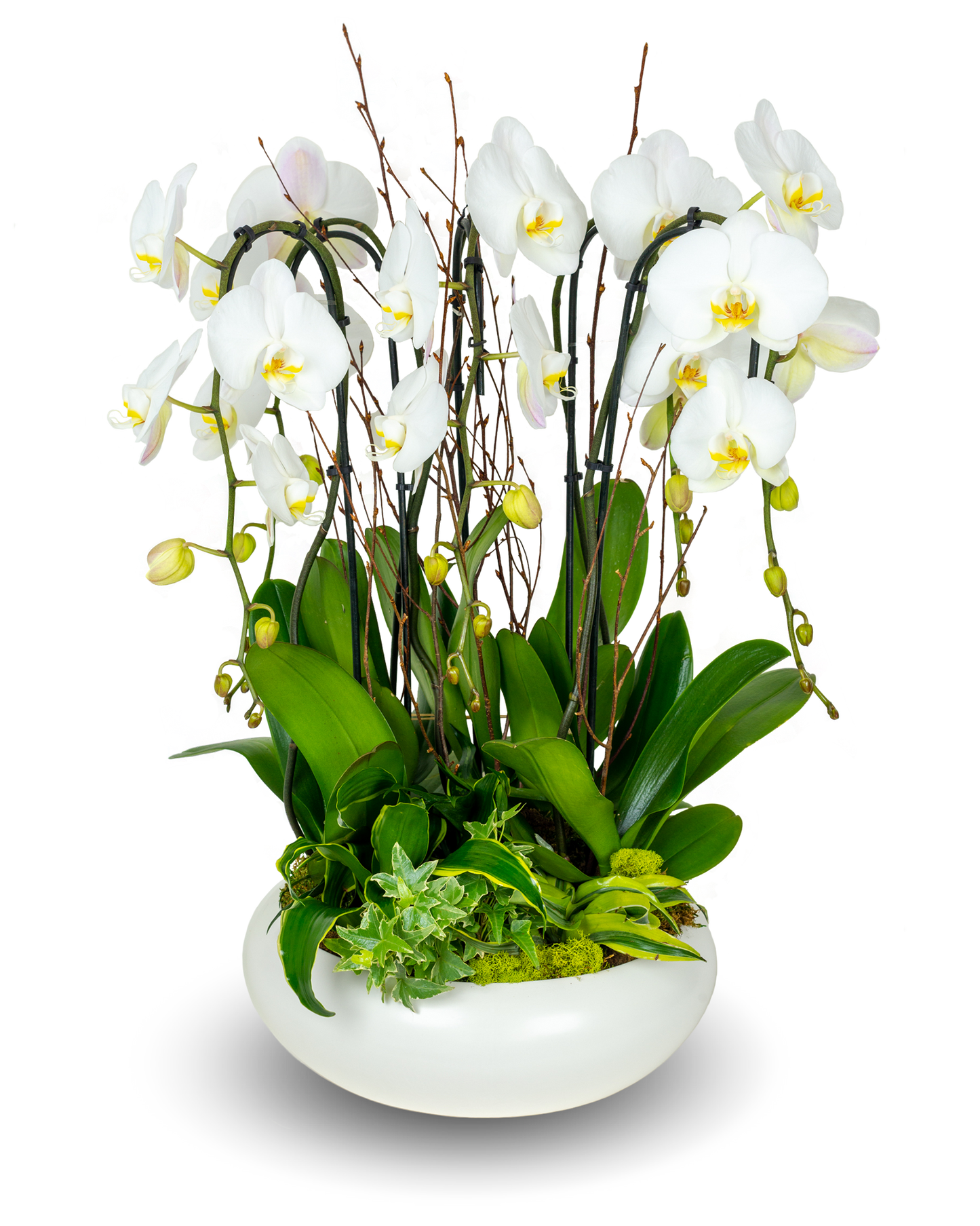 Classic White Orchid Centerpiece