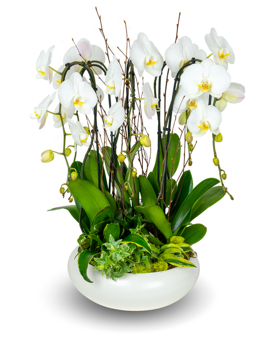 Classic White Orchid Centerpiece