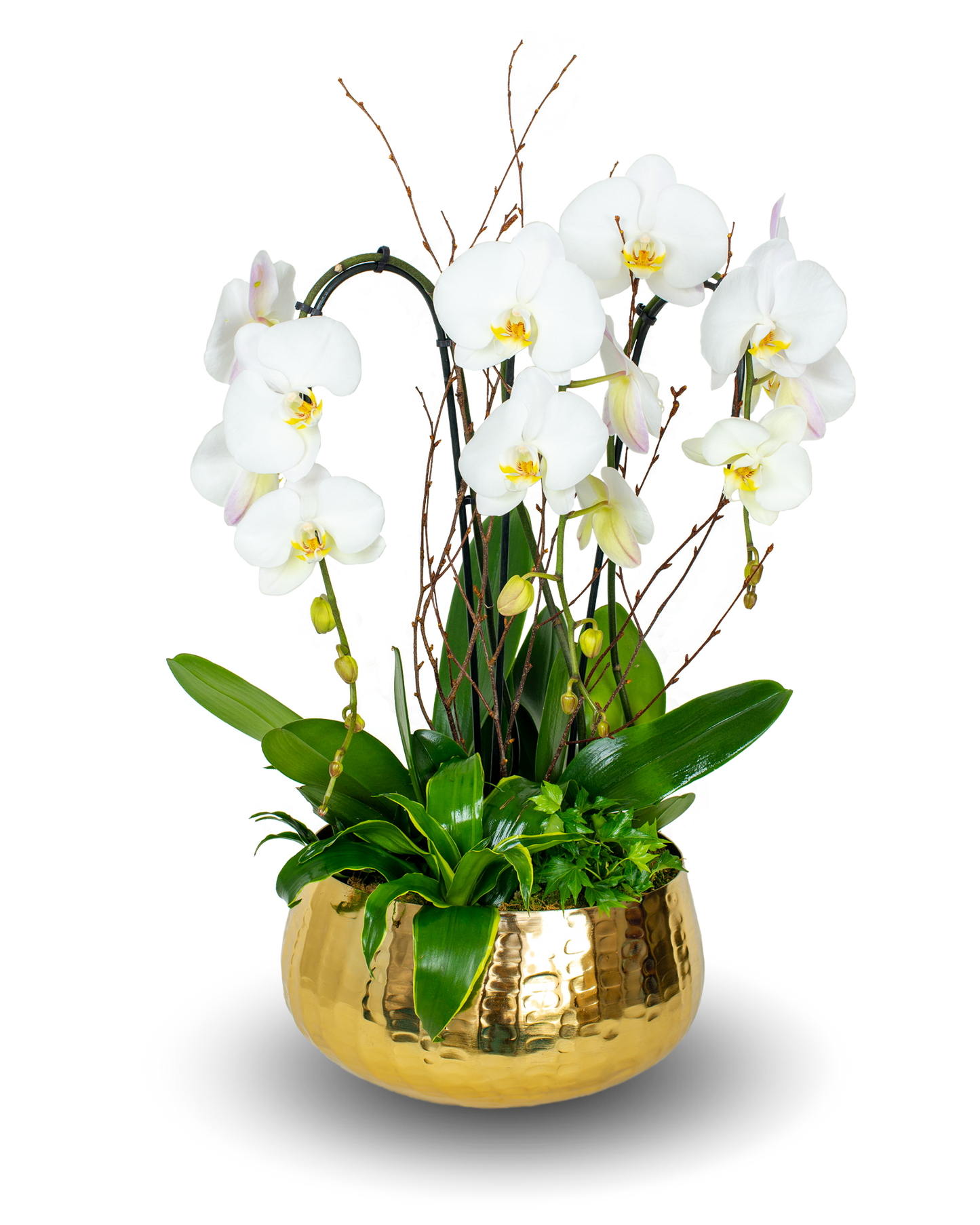 Gold Premium White Orchid Arrangement