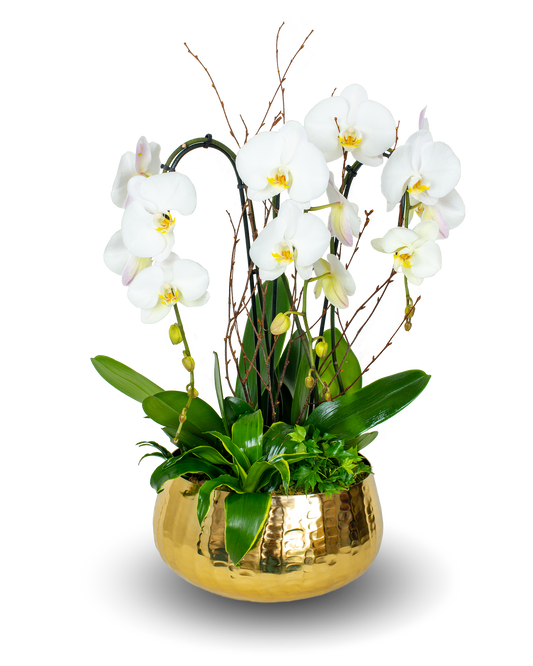 Gold Premium White Orchid Arrangement