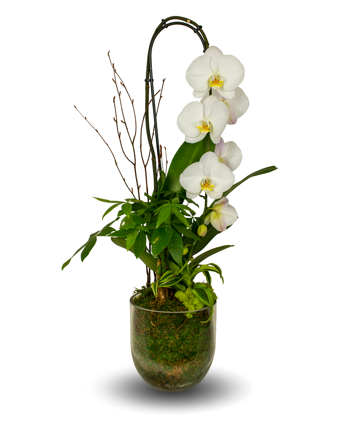 Glass Elegant White Orchid Arrangement