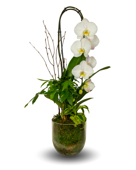 Glass Elegant White Orchid Arrangement