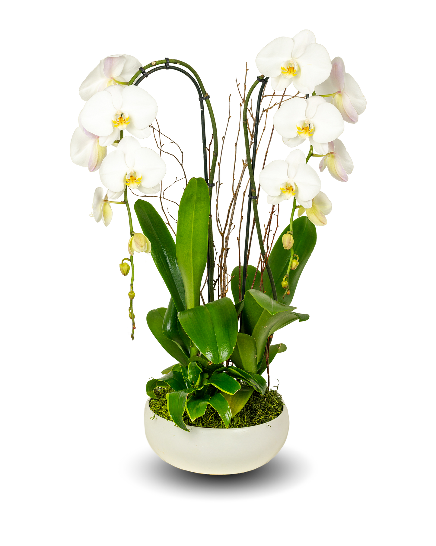 Classic Full Color White Orchid Arrangement