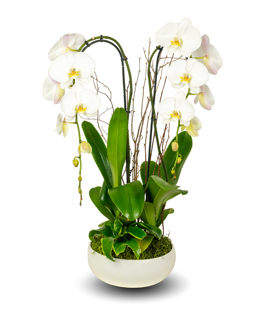 Classic Full Color White Orchid Arrangement