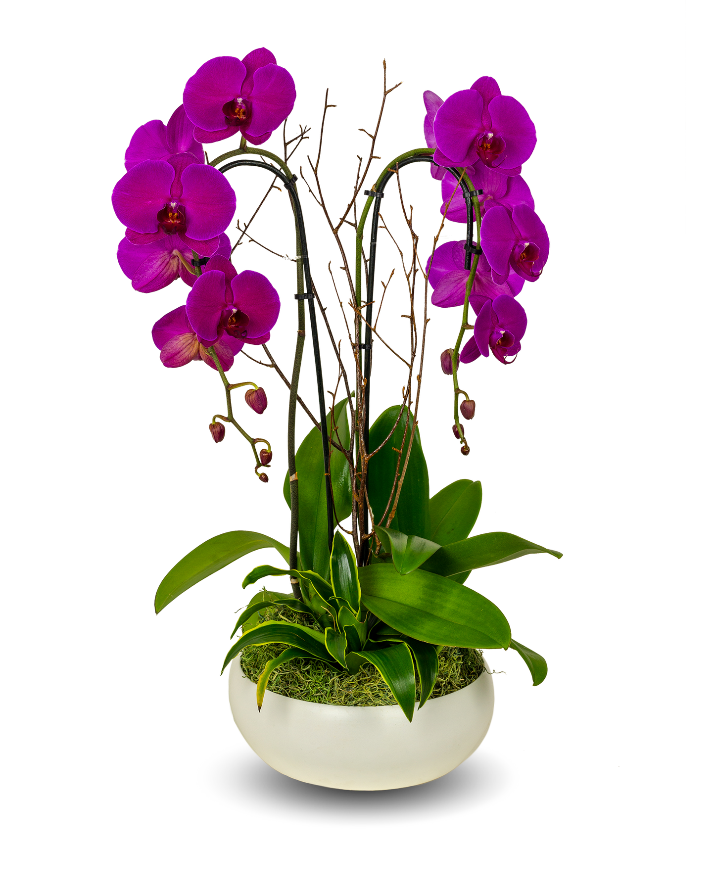 Classic Full Color Purple Orchid Arrangement