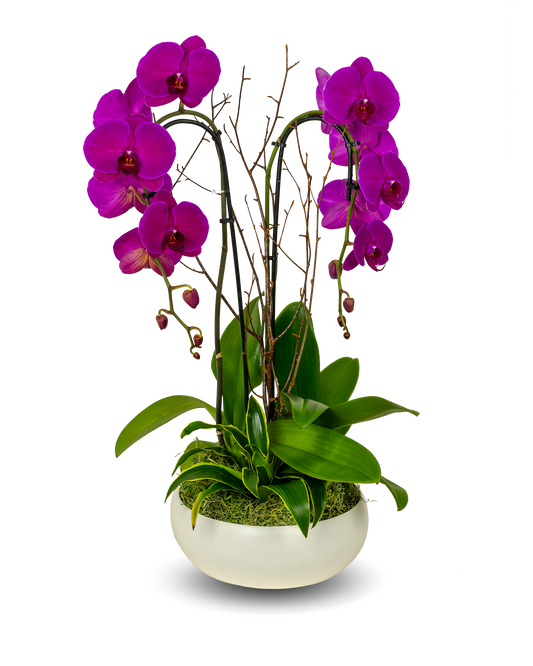 Classic Full Color Purple Orchid Arrangement