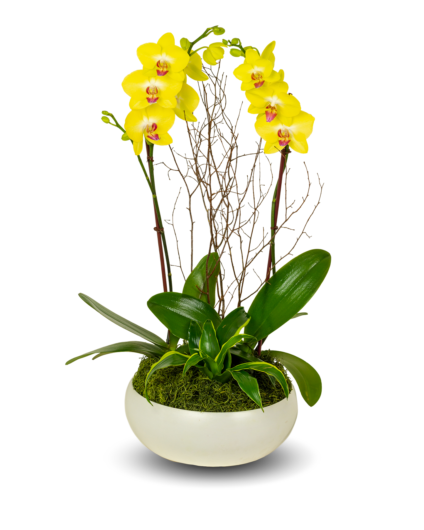 Classic Full Color Yellow Orchid Arrangement