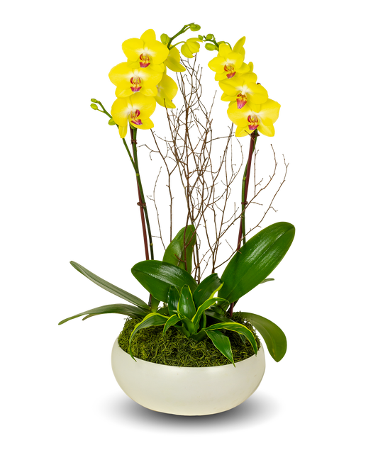 Classic Full Color Yellow Orchid Arrangement