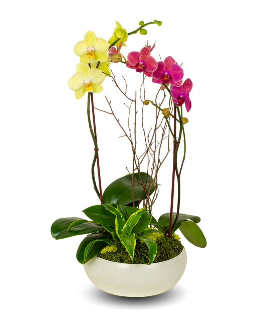 Classic Mixed Color Orchid Arrangement