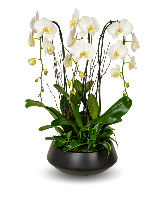 Black Premium White Orchid Arrangement