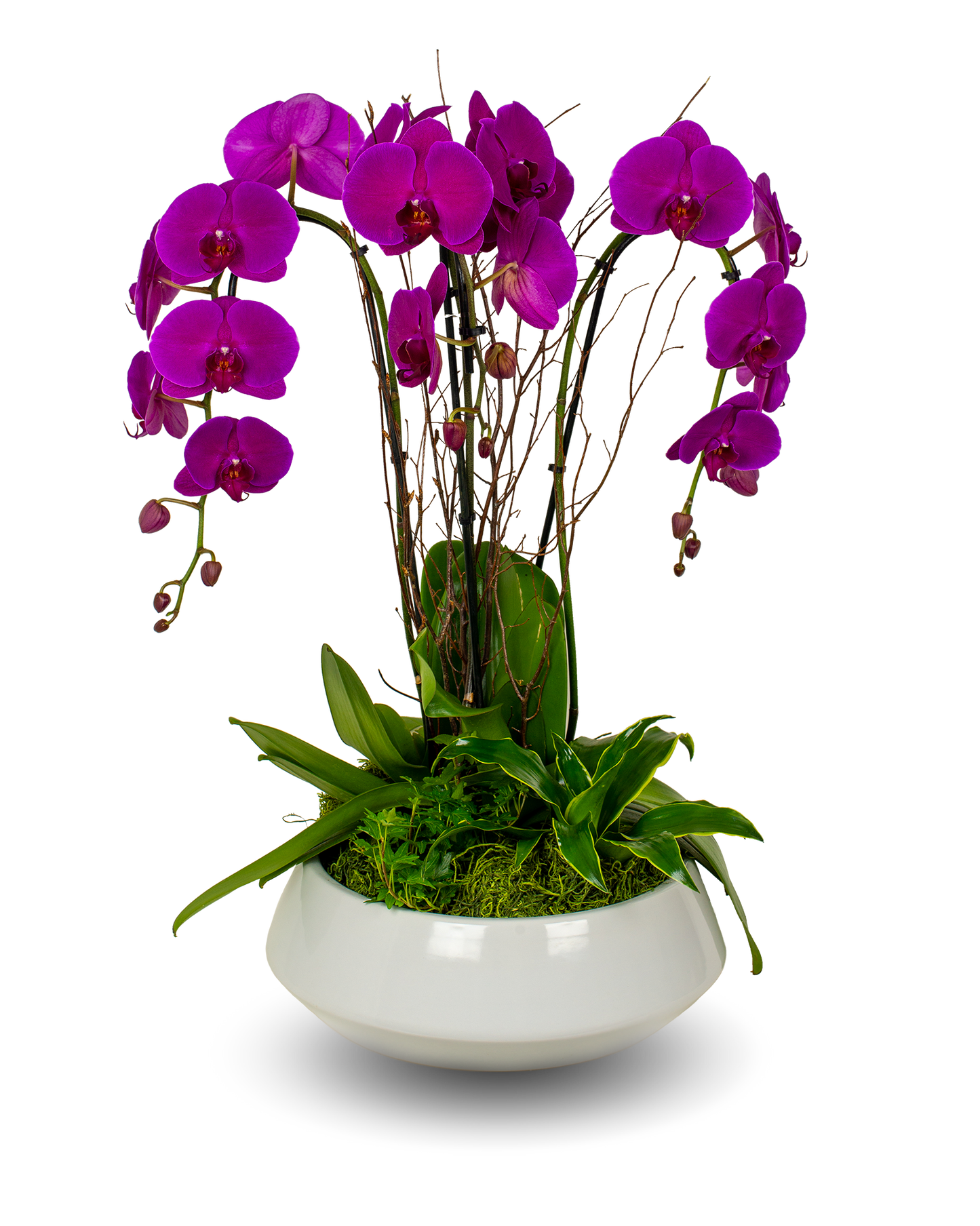 Premium Purple Orchid Arrangement