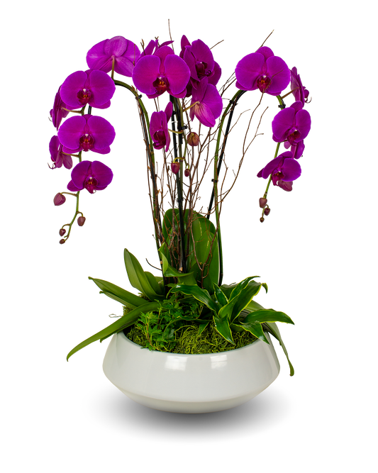 Premium Purple Orchid Arrangement