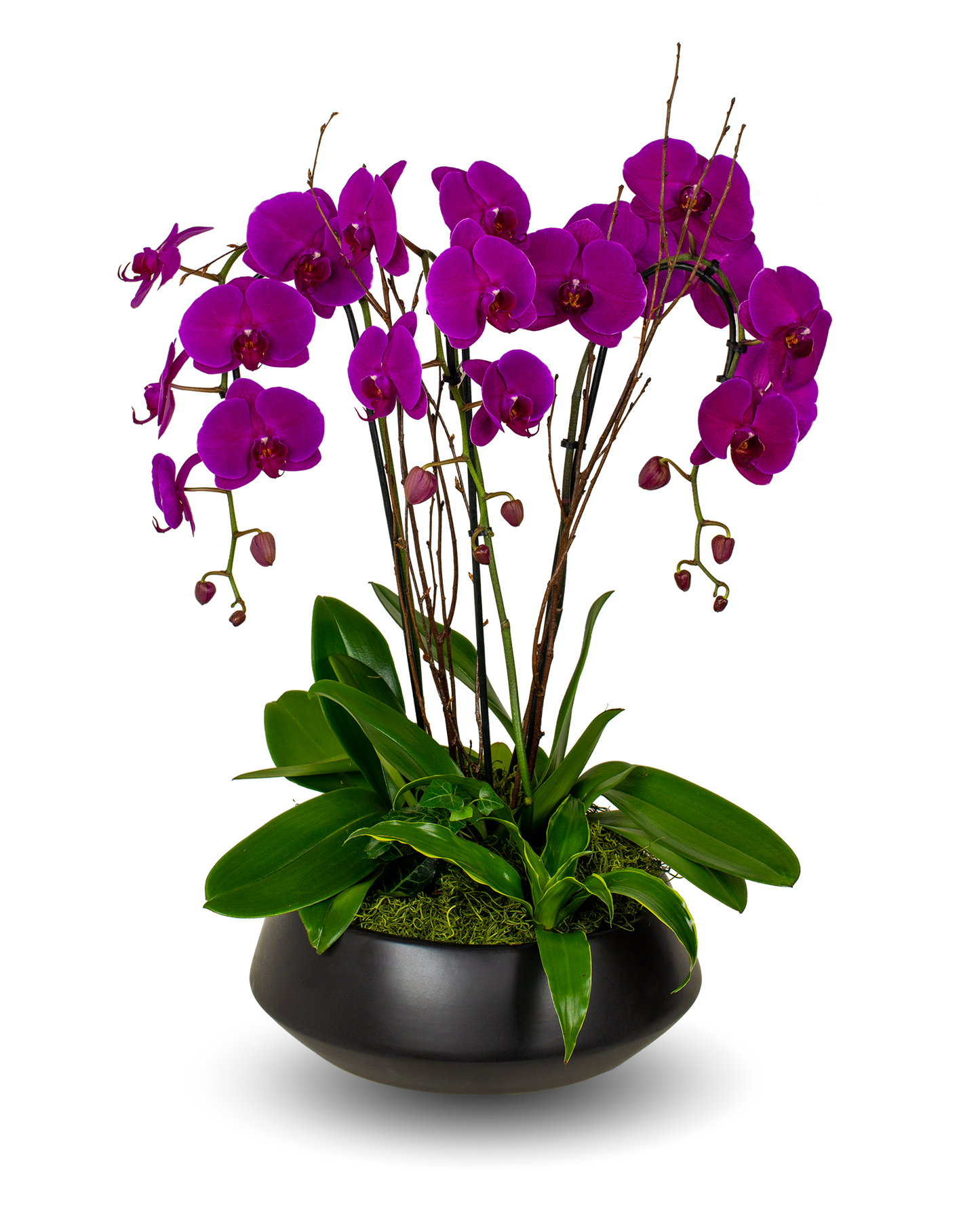 Black Premium Purple Orchid Arrangement