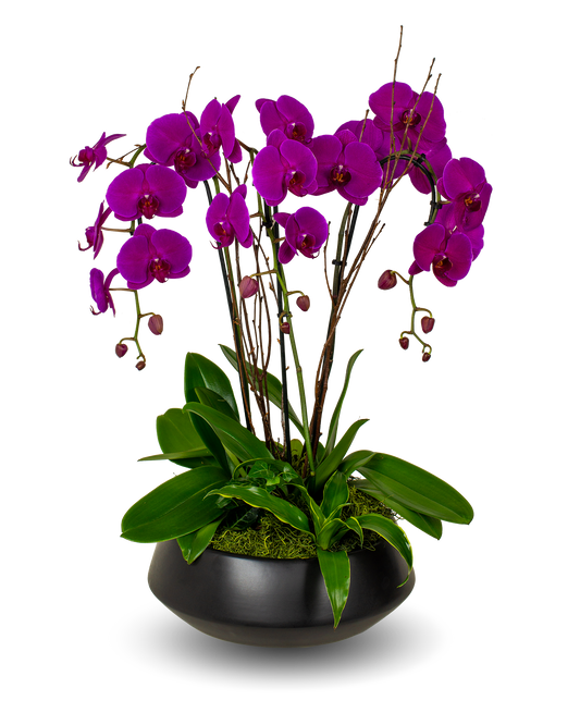 Black Premium Purple Orchid Arrangement