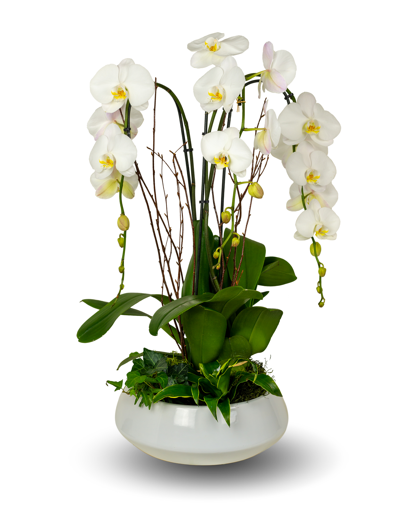 Premium White Orchid Arrangement