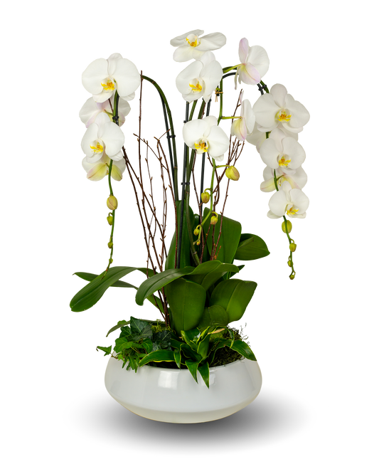 Premium White Orchid Arrangement