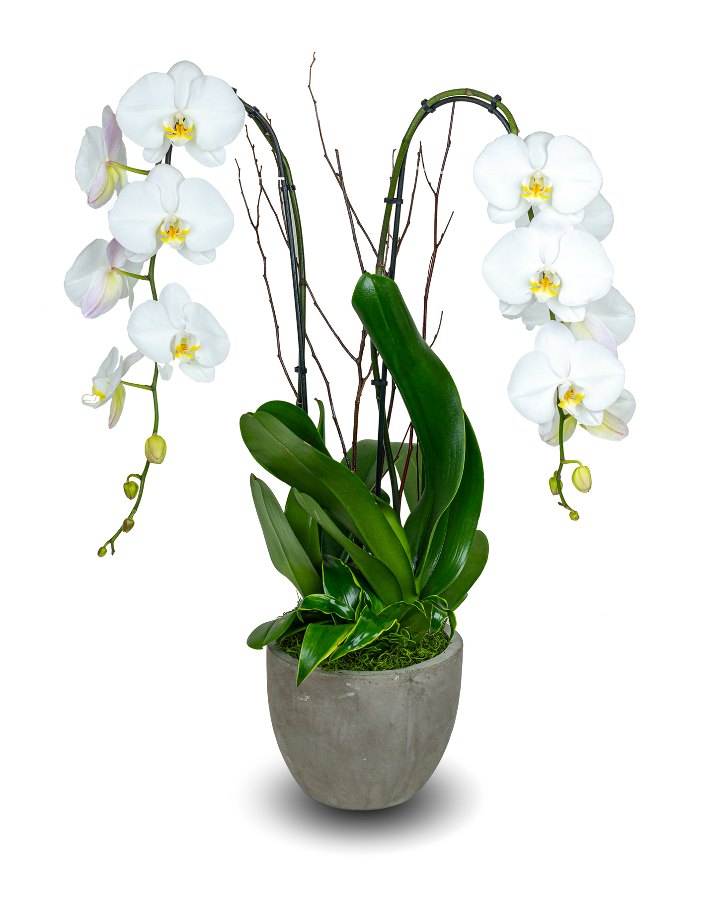 Rustic White Orchid Arrangement