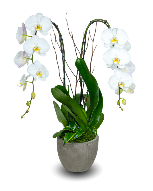 Rustic White Orchid Arrangement