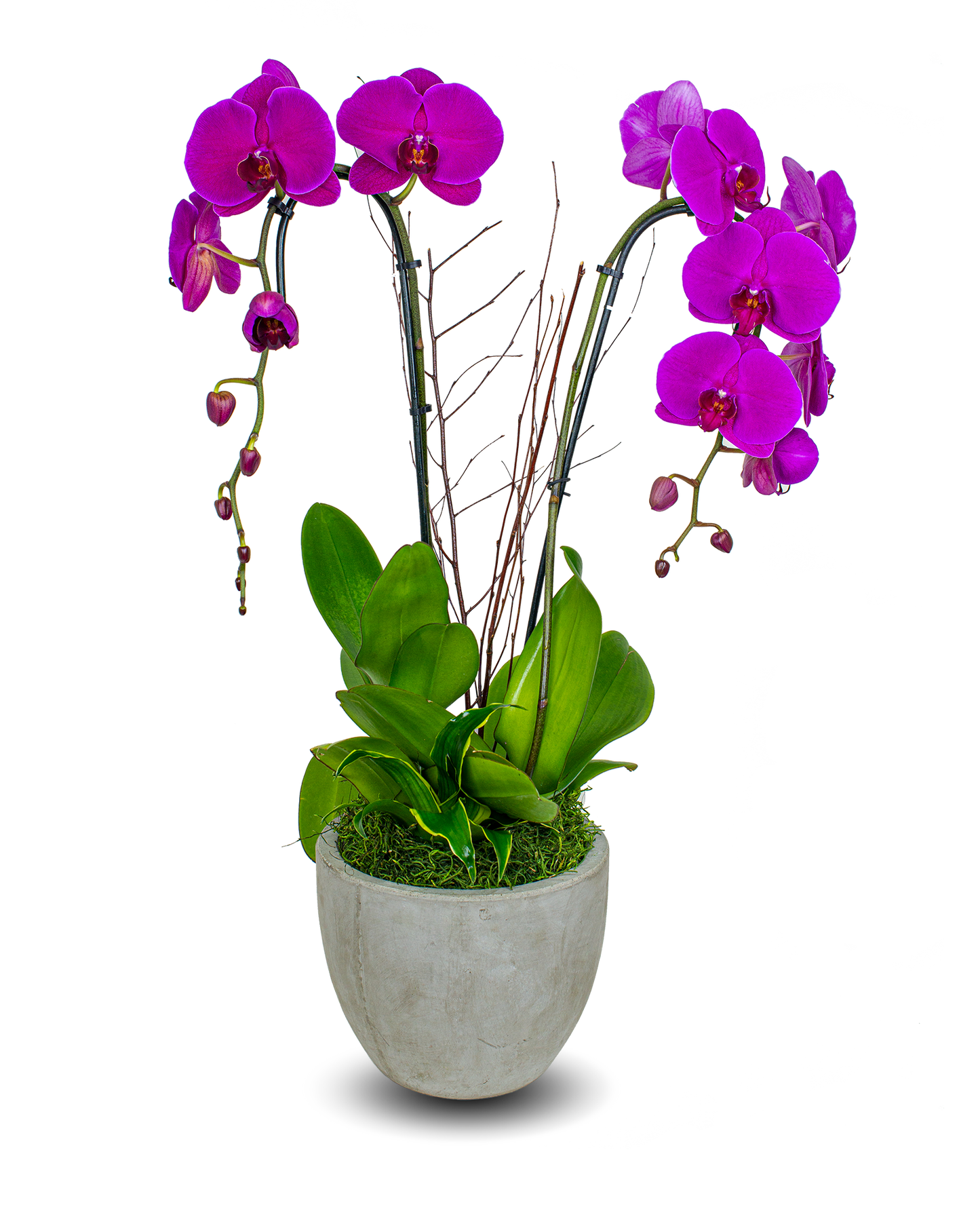 Rustic Purple Orchid Arrangement