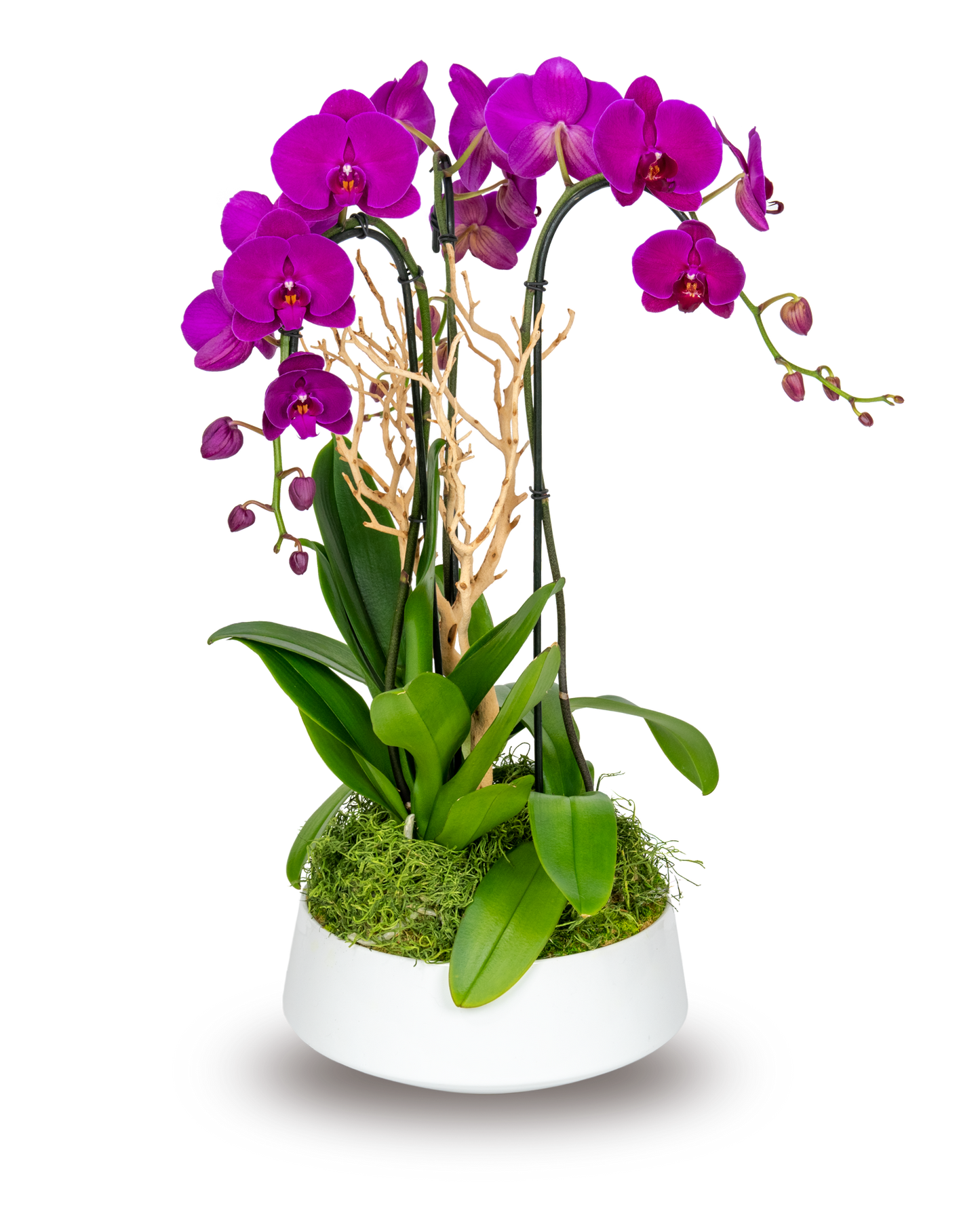 Classic Purple Orchid Arrangement