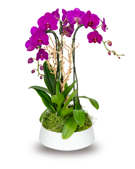 Classic Purple Orchid Arrangement