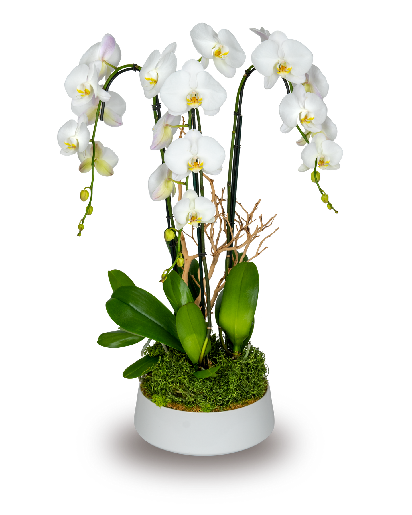 Classic White Orchid Arrangement