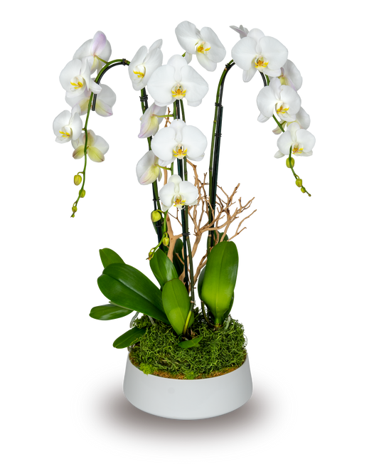 Classic White Orchid Arrangement